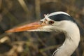 A head shot of a hunting Grey Heron, Ardea cinerea, standing on the bank of a river. Royalty Free Stock Photo