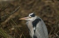 A head shot of a magnificent hunting Grey Heron, Ardea cinerea, standing at the bank of a river. Royalty Free Stock Photo