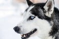 Head shot of a husky dog in Lapland Royalty Free Stock Photo
