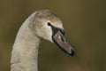 A head shot of a juvenile Mute Swan, Cygnus olor. Royalty Free Stock Photo