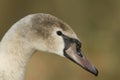 A head shot of a juvenile Mute Swan, Cygnus olor. Royalty Free Stock Photo