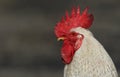 A head shot of a stunning Cockerel. Royalty Free Stock Photo