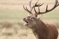 A head shot of a Red Deer Stag Cervus elaphus Bellowing. Royalty Free Stock Photo