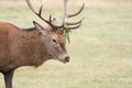 A head shot of a large stag Red Deer Cervus elaphus with bracken on its Antlers. Royalty Free Stock Photo