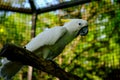 Head shot of a Lesser Sulphur Crested Cockatoo.