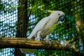 Head shot of a Lesser Sulphur Crested Cockatoo. Royalty Free Stock Photo