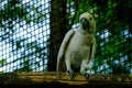 Head shot of a Lesser Sulphur Crested Cockatoo. Royalty Free Stock Photo