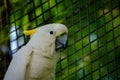 Head shot of a Lesser Sulphur Crested Cockatoo. Royalty Free Stock Photo