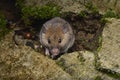 Head shot of Little Indian field mouse, Mus booduga