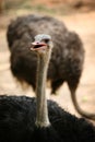 Head shot with long neck of the ostrich