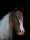 Single Horse Headshot Royalty Free Stock Photo