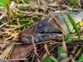 Head shot a macro photography of Reticulated Python Snake on the ground with selective focus. Royalty Free Stock Photo