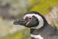 Head shot of a Magellanic penguin Royalty Free Stock Photo