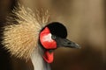 A head shot of a magnificent African Grey Crowned Crane, Balearica regulorum, at Slimbridge wetland wildlife reserve.