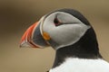 A head shot of a magnificent Atlantic Puffin, Fratercula arctica,. Royalty Free Stock Photo