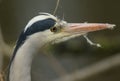 A head shot of a hunting Grey Heron, Ardea cinerea, standing on the bank of a river. Royalty Free Stock Photo