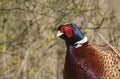 A head shot of a magnificent male Pheasant, Phasianus colchicus. Royalty Free Stock Photo