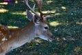 A head shot of a male fallow reindeer