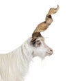 Head shot of a Male Girgentana goat with a big and tall spiral horns, sicilian breed, isolated on white