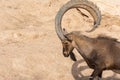A head shot of a male Nubian Ibex standing showing off those large curved horns capra nubiana at the Al Ain Zoo. Copy space
