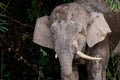 Head shot of a male Pygmy Elephant