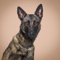 Head shot of a Malinois dog agaisnt a brown