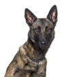 Head shot of a Malinois dog lloking at the camera