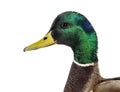 Head shot of Mallard Duck, Anas platyrhynchos, isolated on white Royalty Free Stock Photo