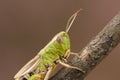 A head shot of a pretty Meadow Grasshopper Chorthippus parallelus perching on a twig. Royalty Free Stock Photo