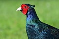 Melanistic pheasant