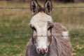 Head shot of a miniature donkey behind fence Royalty Free Stock Photo