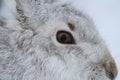 Head shot of a Mountain Hare Lepus timidus in its winter white coat in a snow blizzard high in the Scottish mountains. Royalty Free Stock Photo