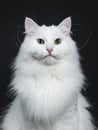Solid white siberian on black background Royalty Free Stock Photo