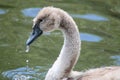 Head shot of mute swan cygnet swimming Royalty Free Stock Photo