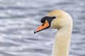Head shot of a mute swan sygnus olor with water in the background