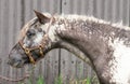 Head shot of a nice pony stallion with halter