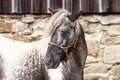 Head shot of a nice pony stallion with halter