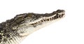 Head shot of a Nile crocodile, Crocodylus niloticus, isolated on white Royalty Free Stock Photo