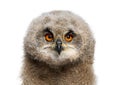 Head shot of a One month, Eurasian Eagle-Owl chick, Bubo bubo, isolated on white Royalty Free Stock Photo