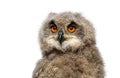 Head shot of a One month, Eurasian Eagle-Owl chick, Bubo bubo, isolated on white Royalty Free Stock Photo