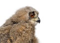 Head shot of a One month, Eurasian Eagle-Owl chick profile, Bubo bubo, isolated on white Royalty Free Stock Photo