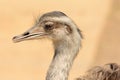 Head shot of an ostrich