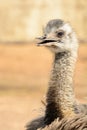 Head shot of an ostrich