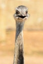 Head shot of an ostrich