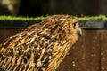 Head shot of an owl with a very cool bokeh background suitable for use as wallpaper