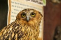 Head shot of an owl with a very cool bokeh background suitable for use as wallpaper