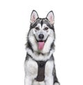 Head shot of a panting Alaskan Malamute wearing harness