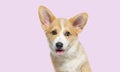 Head shot of a panting Puppy Welsh Corgi Pembroke, 14 Weeks old, against pink background