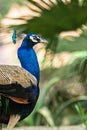 A head shot of a peacock