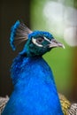 Head shot of a peacock portrait